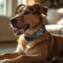 Collare per cani personalizzato con il nome del cane