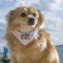 collare a bandana con foto per animali